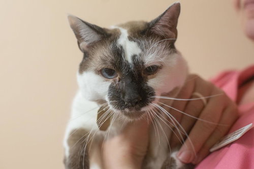 Loki, Adult Snowshoe / Domestic Short Hair / Mixed, cat for adoption in Mountain Home, Arkansas