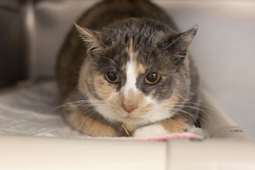 Bashful, Adult Tortoiseshell / Domestic Short Hair / Mixed, cat for adoption in Mountain Home, Arkansas