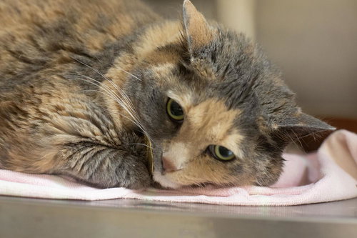Cotton Tail, Adult Tortoiseshell / Domestic Short Hair / Mixed, cat for adoption in Mountain Home, Arkansas