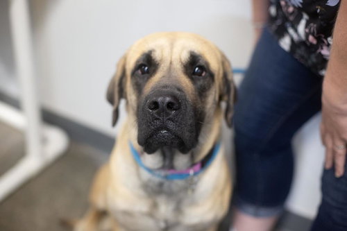 MagPie, an adoptable Mastiff in Mountain Home, AR