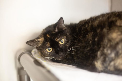 Pepper, Adult Tortoiseshell / Domestic Short Hair / Mixed, cat for adoption in Mountain Home, Arkansas