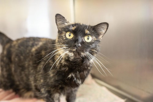 Pepper, an adoptable Tortoiseshell in Mountain Home, AR