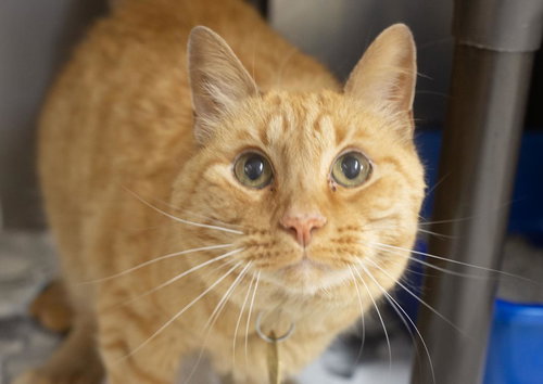 Milo, Adult Domestic Short Hair / Tabby / Mixed, cat for adoption in Mountain Home, Arkansas
