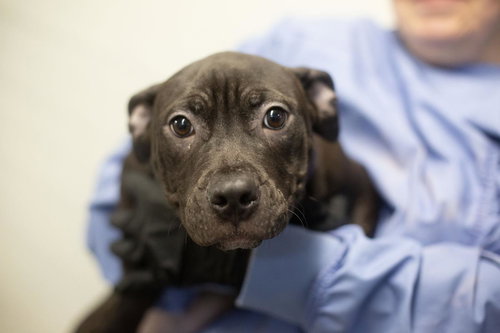 Fiona, an adoptable Mastiff in Mountain Home, AR