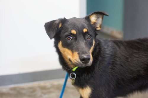 Lilly, an adoptable Shepherd in Mountain Home, AR