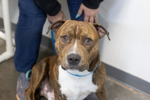 Gomer, an adoptable Pit Bull Terrier in Mountain Home, AR