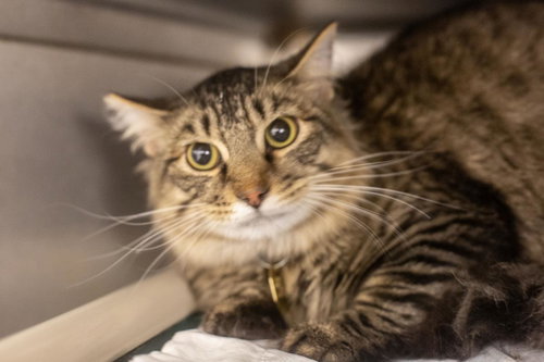Nicholas, an adoptable Domestic Long Hair in Mountain Home, AR