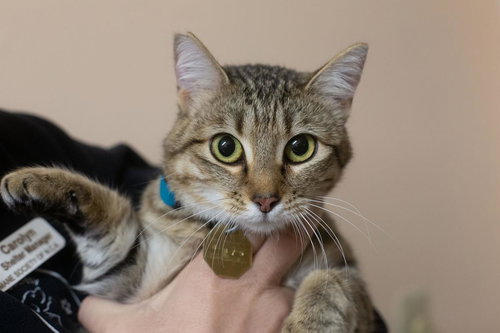 Nora, an adoptable Domestic Short Hair in Mountain Home, AR