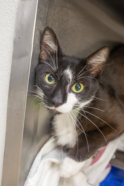 Tuck, an adoptable Domestic Short Hair in Mountain Home, AR