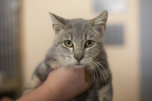 Yagger, an adoptable Domestic Short Hair in Mountain Home, AR