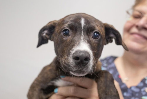 Freedom, an adoptable Labrador Retriever in Mountain Home, AR
