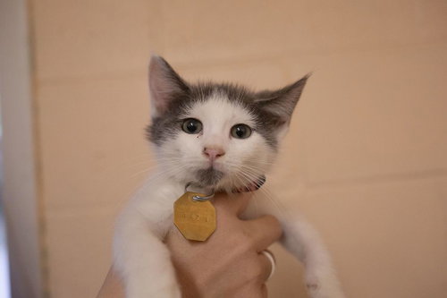 Zeus, an adoptable Domestic Short Hair in Mountain Home, AR