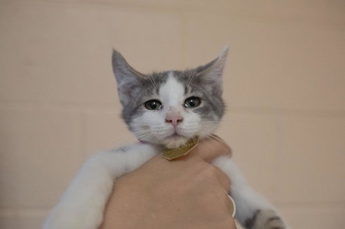Bopeep, an adoptable Domestic Short Hair in Mountain Home, AR