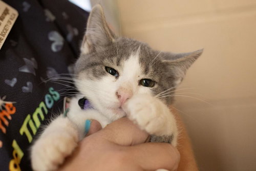 Millie, an adoptable Domestic Short Hair in Mountain Home, AR
