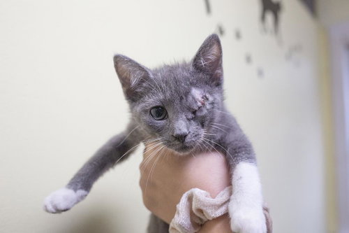 Suzy, an adoptable Domestic Short Hair in Mountain Home, AR