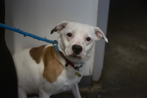 Sophie, an adoptable Terrier in Mountain Home, AR
