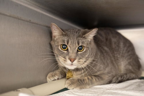 Mack, an adoptable Domestic Short Hair in Mountain Home, AR