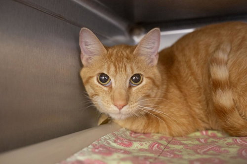 Butters, an adoptable Domestic Short Hair in Mountain Home, AR