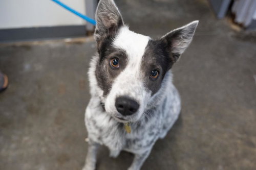 Maximus, an adoptable Australian Cattle Dog in Mountain Home, AR