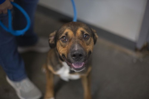 Colton (Colt), an adoptable Terrier in Mountain Home, AR