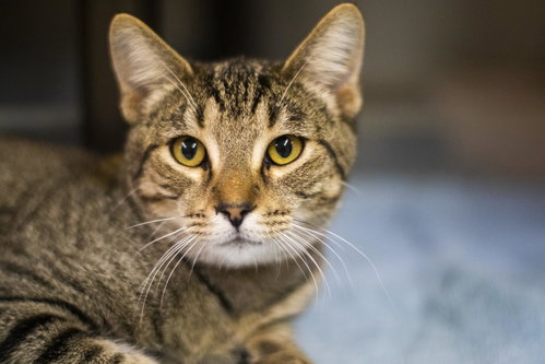 Candy, an adoptable Domestic Short Hair in Mountain Home, AR