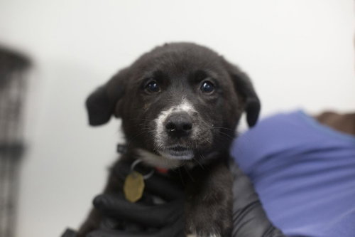 Thelma, an adoptable Black Labrador Retriever in Mountain Home, AR