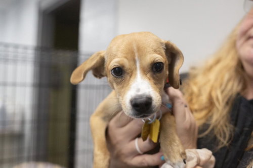 Tinkerbell, an adoptable Chihuahua in Mountain Home, AR
