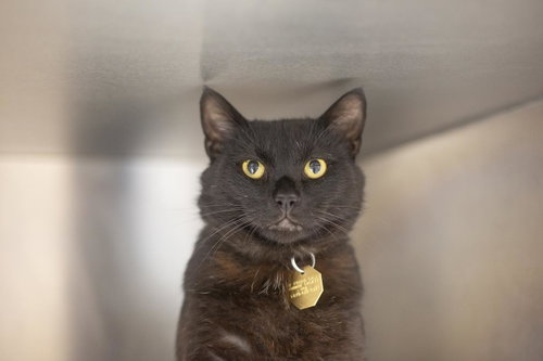 Sox, an adoptable Domestic Short Hair in Mountain Home, AR