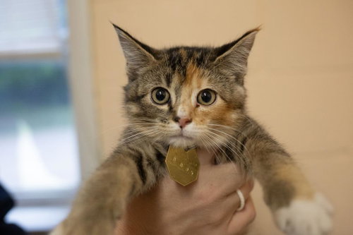Munchkin