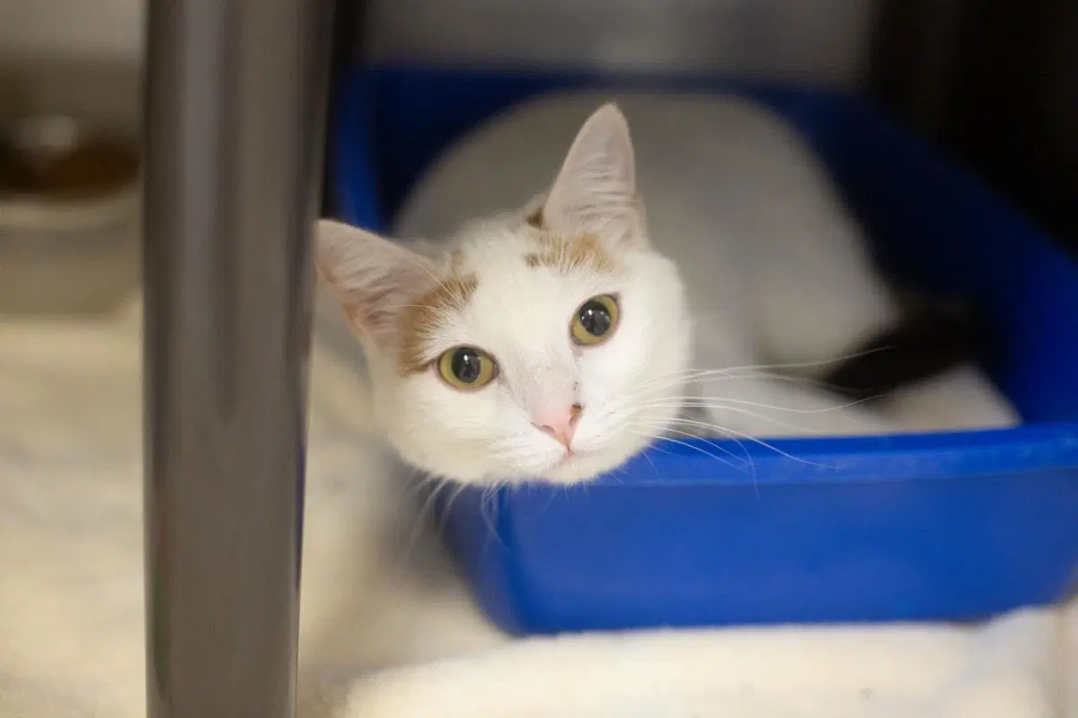 Honey - Domestic Short Hair