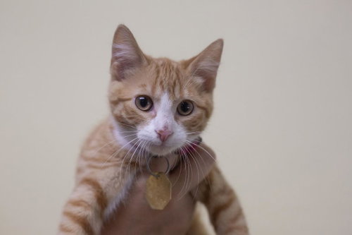 Gouda