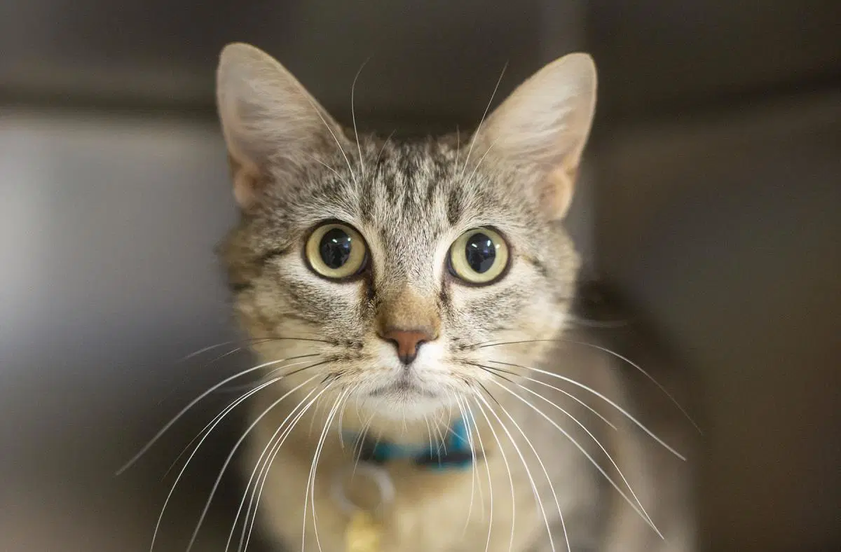 Darla - Domestic Short Hair