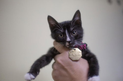 Tuxie