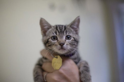 Hazel