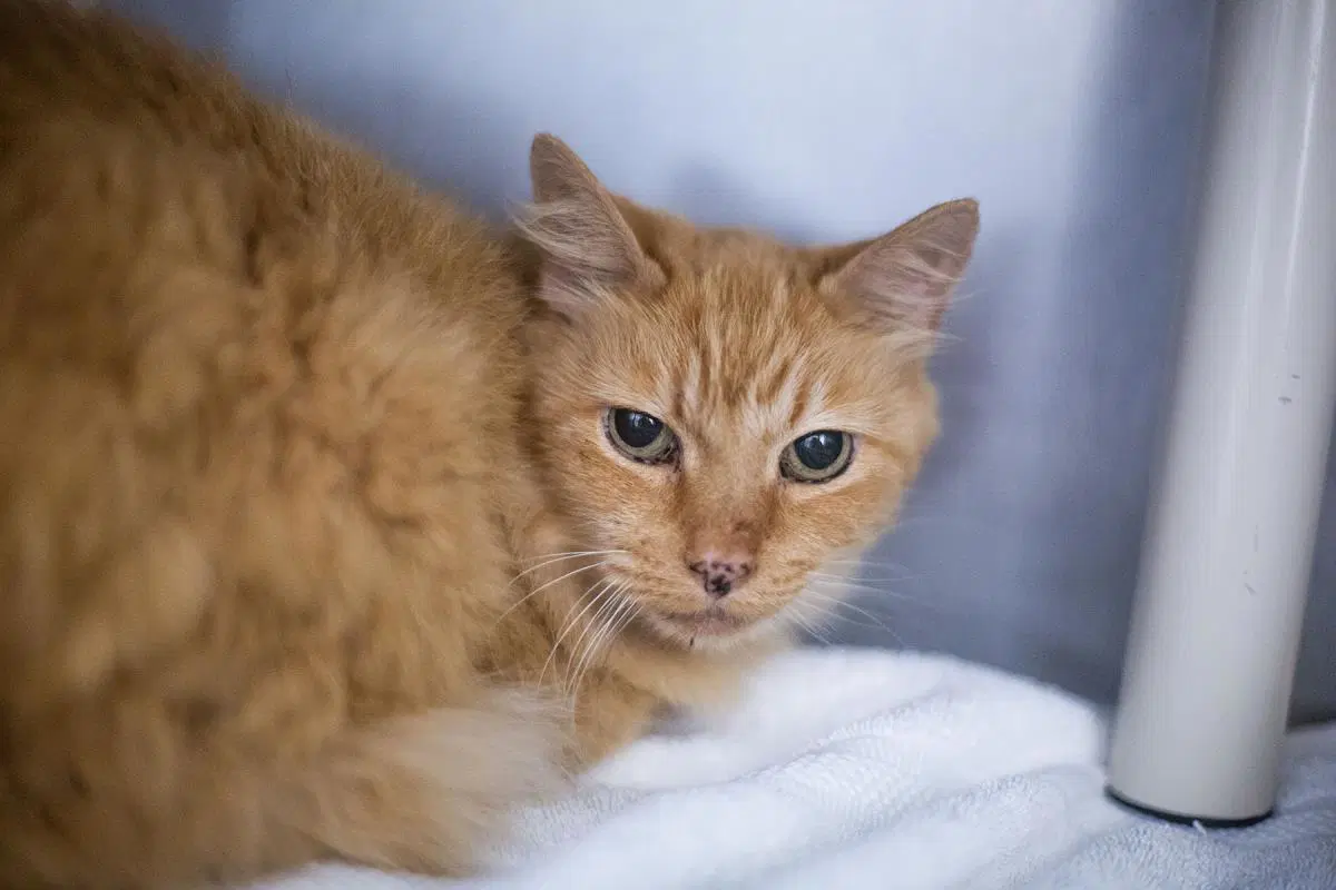 Jessie - Domestic Long Hair