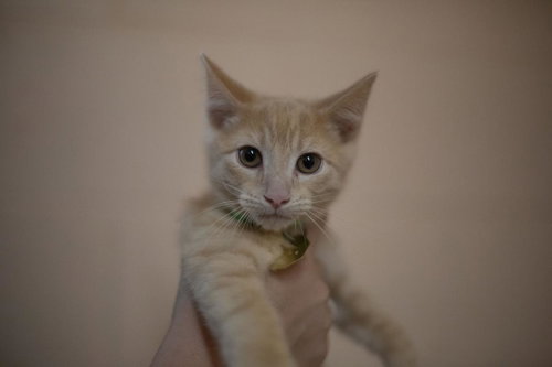 Sid