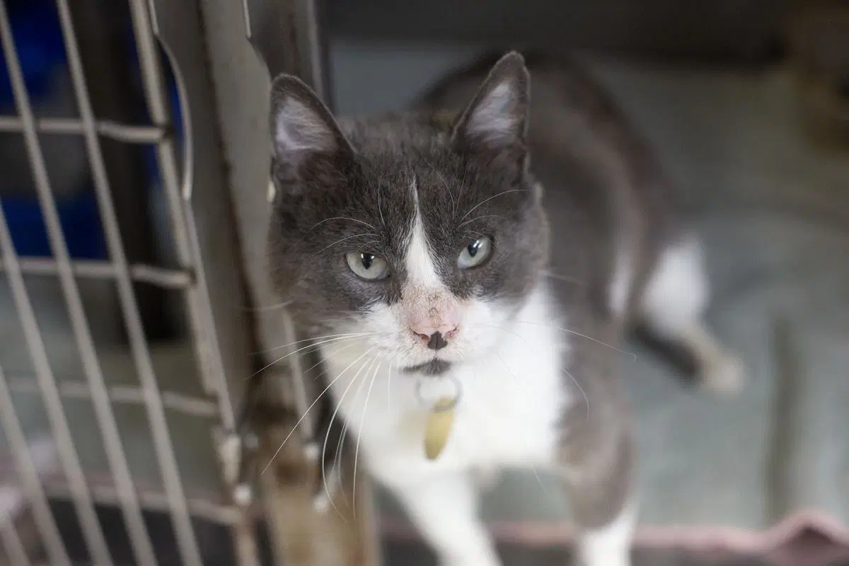 Mr Potato Head - Domestic Short Hair