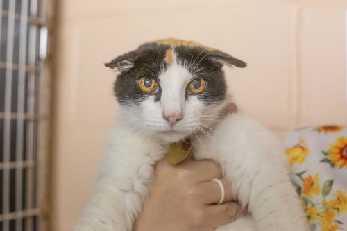 Mrs. Potato Head, Adult Calico / Domestic Short Hair / Mixed, cat for adoption in Mountain Home, Arkansas