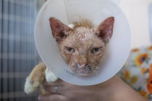 Cheeto, an adoptable Domestic Short Hair in Mountain Home, AR