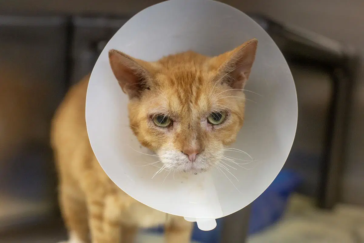 Cheeto - Domestic Short Hair