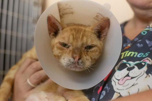 Photo 3 of Cheeto