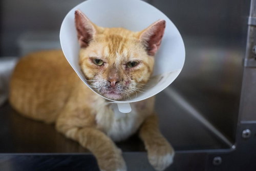 Photo 4 of Cheeto