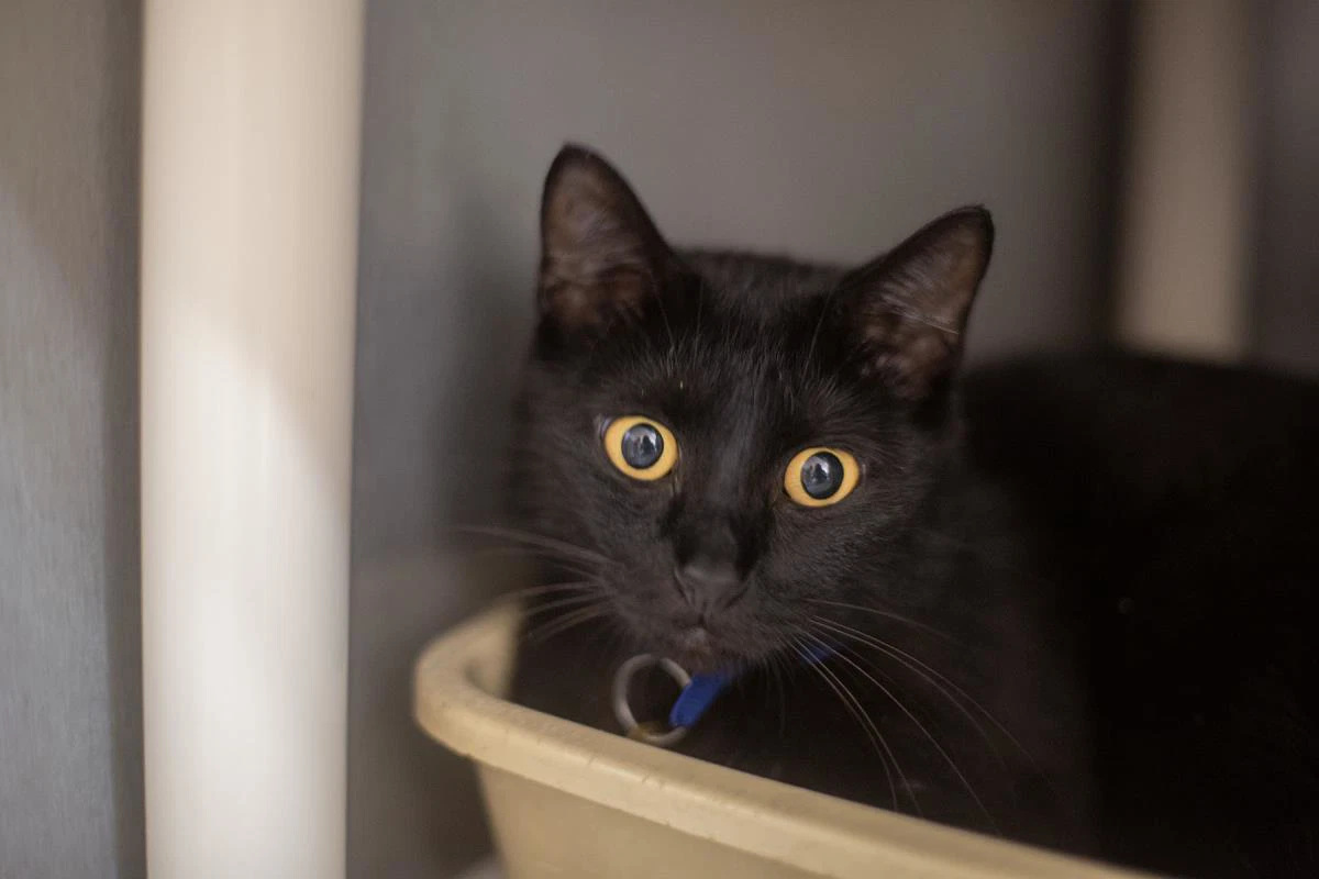 Mae Mae