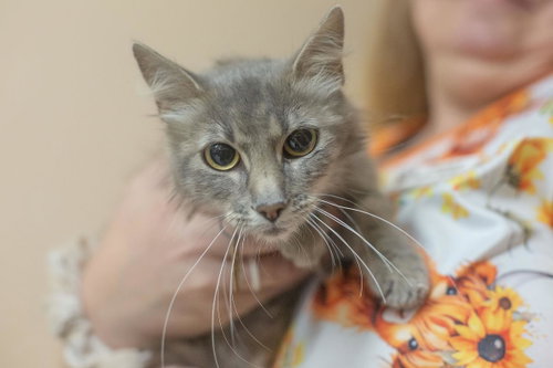 Sharma, an adoptable Domestic Long Hair in Mountain Home, AR