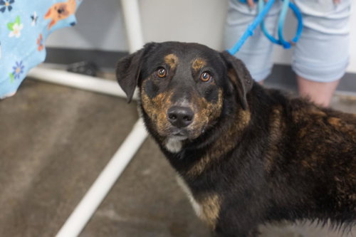 Mittens, an adoptable Shepherd in Mountain Home, AR
