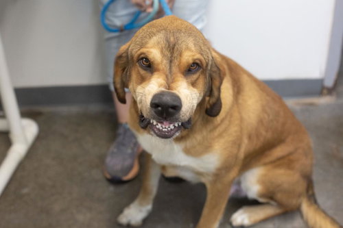 Sonny, an adoptable Bloodhound in Mountain Home, AR