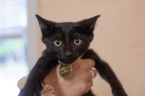 Onyx