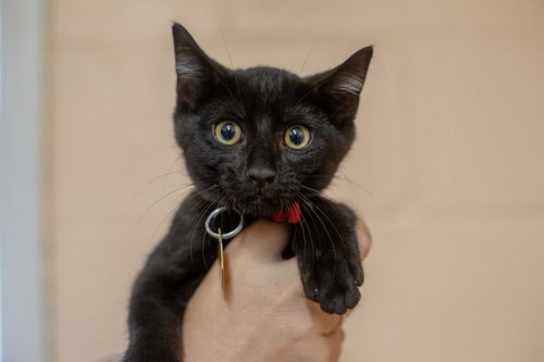 Mowgli, an adoptable Domestic Short Hair in Mountain Home, AR