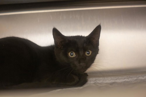 Batty, an adoptable Domestic Short Hair in Mountain Home, AR