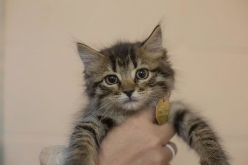 Fella, an adoptable Domestic Long Hair in Mountain Home, AR